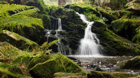 Wallpaper Fern Rocks Moss Waterfall Water Hd Picture Image