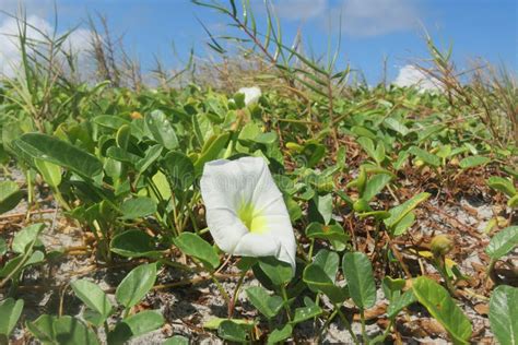 Coastal Flowers On Florida Beach Stock Photo Image Of Beach Florida