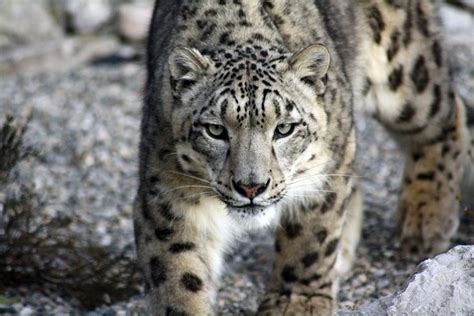 Lakeland Wildlife Oasis Snow Leopards Park House Farms