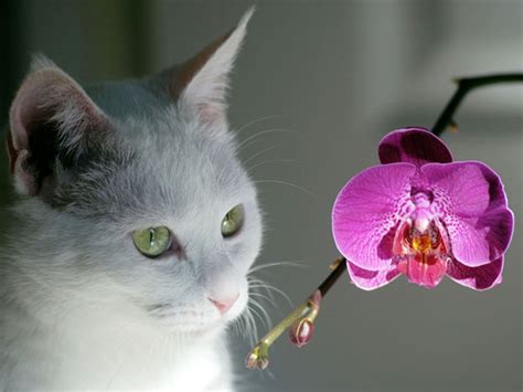 However, the rumor that orchids are poisonous to cats is totally unfound. Are Orchids Safe or Toxic to Pets? - Plant Index