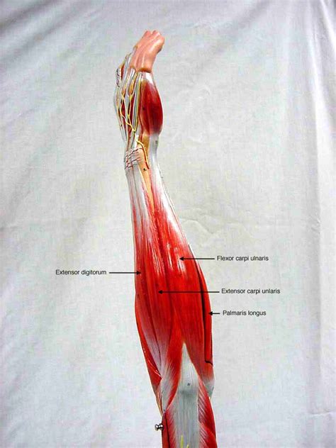 Upper Extremity