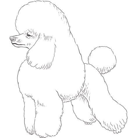 Poodle Dogs Coloring Pages Learny Kids