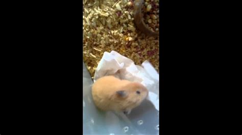 14th Day Pregnant Syrian Hamster Youtube