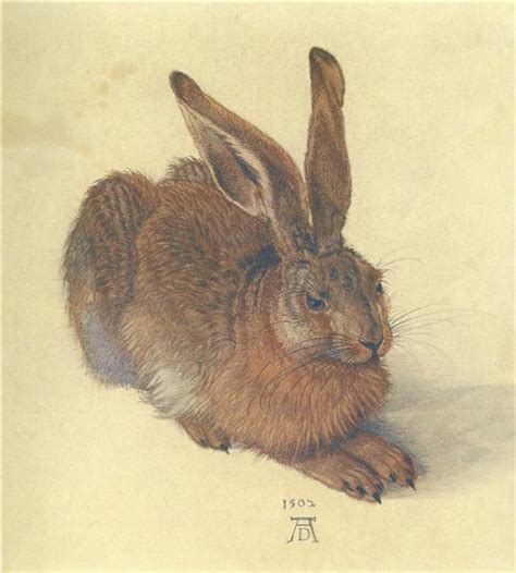 Young Hare 1502 Albrecht Durer