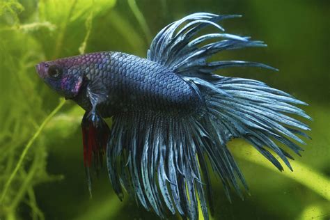 Beautiful Fish That Can Be Kept As Pets Sheknows