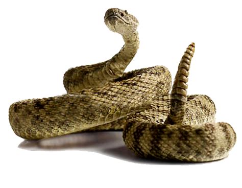 Rattlesnake Png Picture Png All Png All