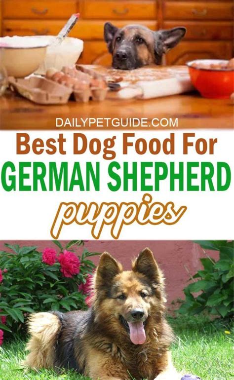 German shepherd puppies have a higher risk of developing a crippling form of canine hip dysplasia… if they're fed a dog food that contains too much calcium for. German Shepherd Puppies | Shepherd puppies, Best dog food ...