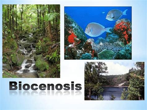 Biocenosis Ppt