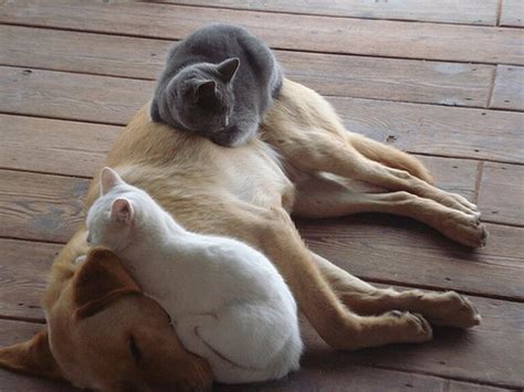 Cats Sleeping On Dog
