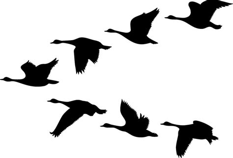Flying Geese Silhouette At Getdrawings Free Download