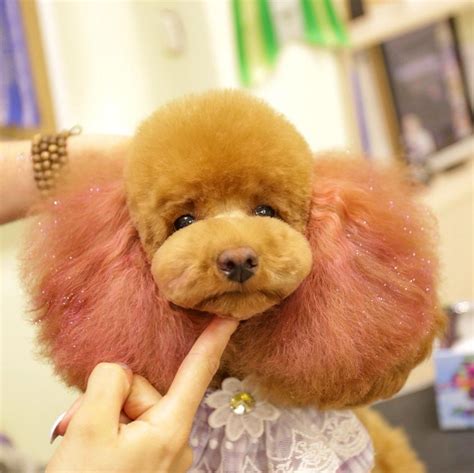 15 Funny Haircuts For Poodles That Will Make Your Day Happy Petpress