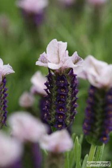 lavandula lilac wings beechmount garden centre