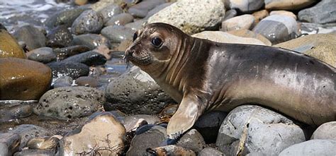 Sea Lions Hit By High Levels Of Acid Poison In California The New