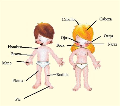 Conociendo Mi Cuerpo Partes Del Cuerpo Humano Partes Del Cuerpo Sexiz Pix