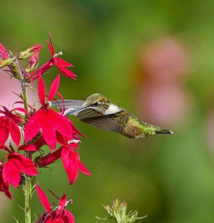 The old farmer's almanac presents a guide to attracting hummingbirds. Top 10 Colorful Flowers Hummingbirds Love - Birds and Blooms