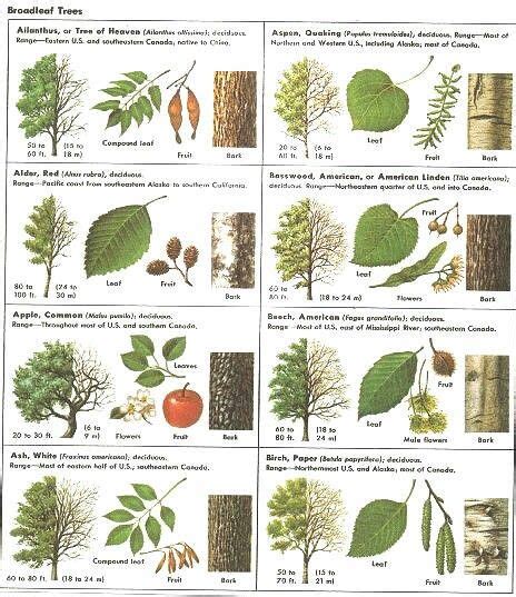 Broadleaf Tree Guide Tree Identification Tree Leaf Identification