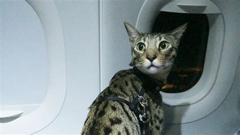 If your feline companion will be taking to skies with you, it is worth considering flying with your cat in the cabin. CATS ON A PLANE - YouTube