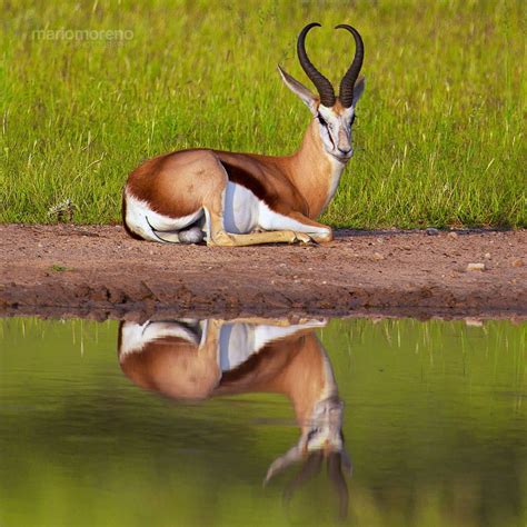 Springbok X 2 By Mario Moreno On 500px African Animals Animals