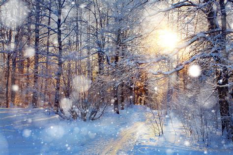 冬天的树林摄影风光cxizx 原创作品 站酷 Zcool