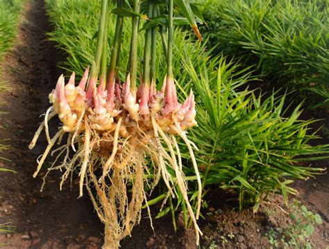 How To Grow Ginger