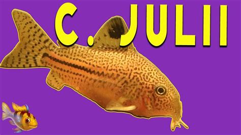 Corydoras Julii ~ Julii Cory Catfish ~ One Of My Favorite Tanks Youtube