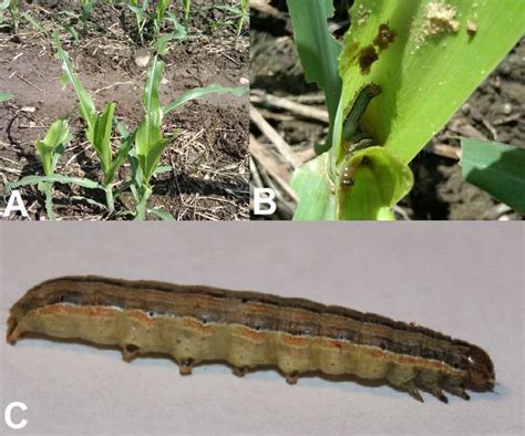 Armyworm Alert In Northern Michigan And Upper Peninsula Field Crops