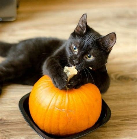 Its Mine Halloween Pumpkin Blackcat Kitty Cute 🎃😼😍 Beautiful