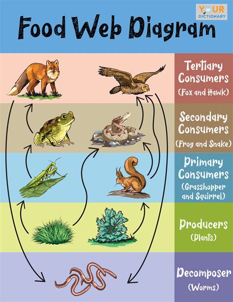 Food webs show how plants and animals are connected in many ways. Main Difference Between a Food Chain and a Food Web