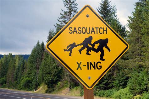 Searching For Sasquatch In The Pacific Northwest Lonely Planet