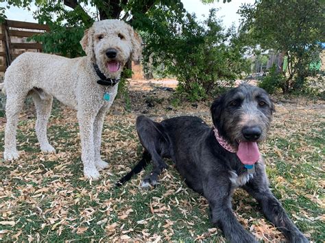 Irish Wolfdoodles Stoddard Creek Puppies