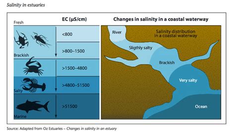 Salinity In Estuaries