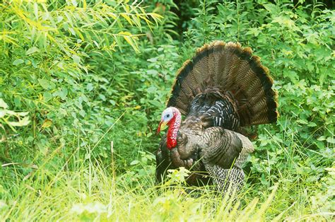 Wild Turkey Male In Courtship Display Stock Image C0021652 Science Photo Library