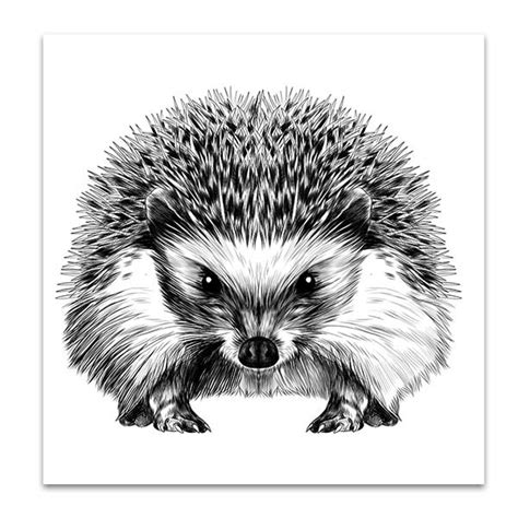 Porcupine Drawing At Explore Collection Of