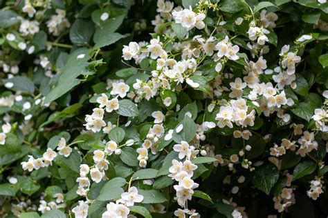 Sweet Mock Orange Shrub For Sale Buying And Growing Guide