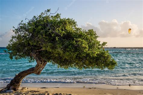 Free Photo Beautiful View Of A Divi Divi Tree In The Coastline Of