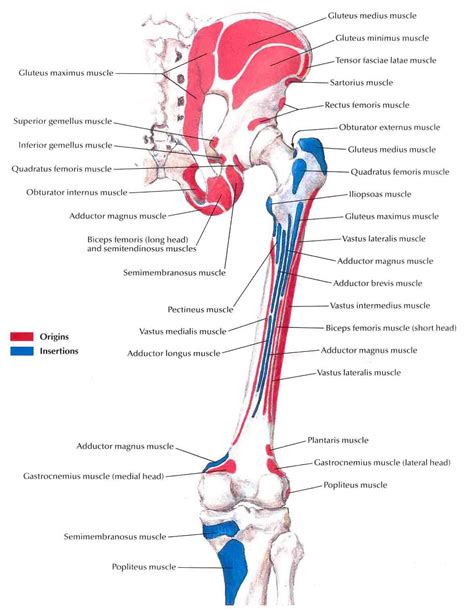 Bony Attachments Of Muscles Of Hip And Thigh Posterior View 1372×