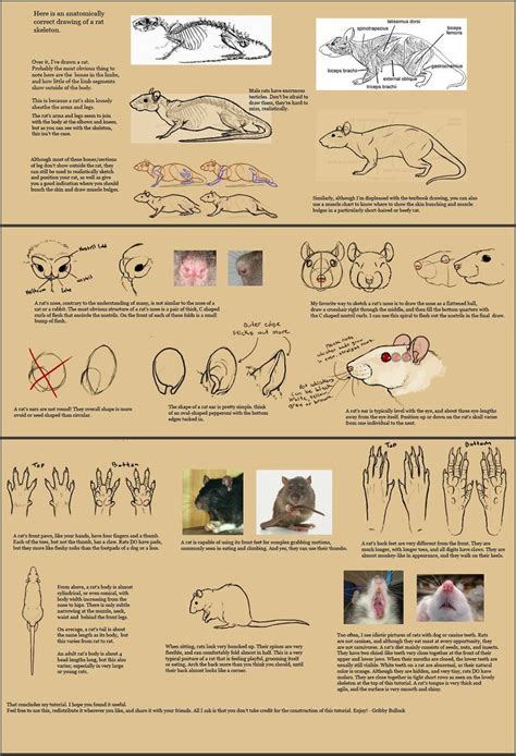 How To Draw An Anatomically Correct Rat Rats Drawings Animal Drawings