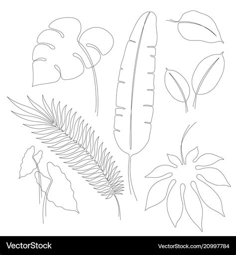 Continuous Line Drawings Of Tropical Leaves Vector Image