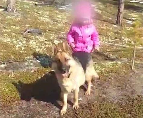 В Якутии служебная собака Рига нашла пропавшую в лесу девочку Новости