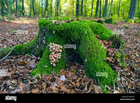 Mossy Ground In The Hi Res Stock Photography And Images Alamy