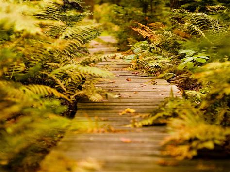 Laptop backgrounds nature images 1920x1200, hd wallpaper. HD Widescreen Backgrounds Wallpapers: Beautiful Autumns ...