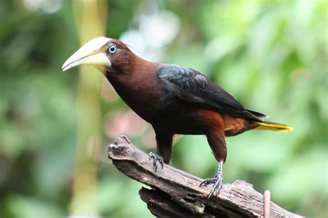 Chestnut Headed Oropendola Young At Heart