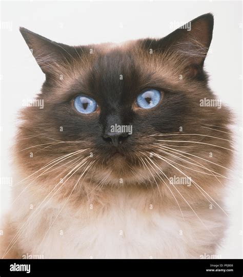 Head Of Ragdoll Cat Felis Catus Front View Stock Photo Alamy