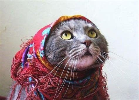 Babushka Cats That Look Like Old Russian Ladies
