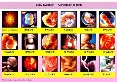 fetal development timeline
