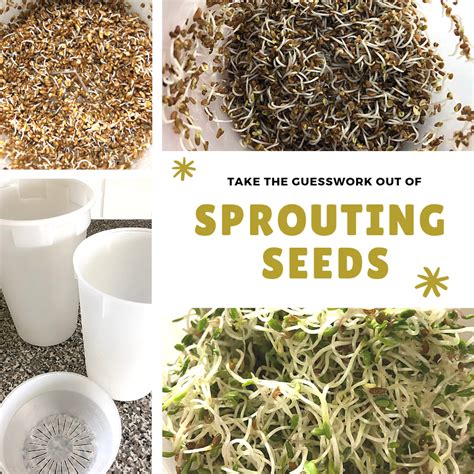 Easy Sprout Takes Guesswork Out Of Sprouting Seeds Frau Zinnie