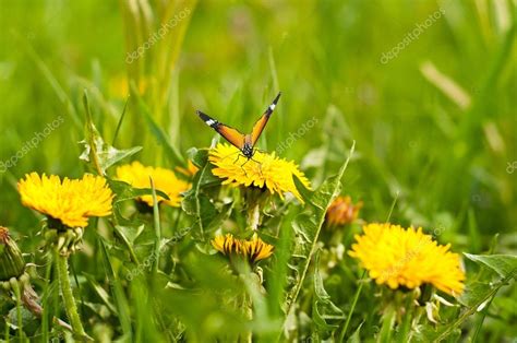 Meadow Of Yellow Dandelions And Butterfly — Stock Photo © Nataly0288dp