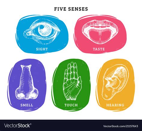 Icons Set Of Five Human Senses In Engraved Style Vector Image