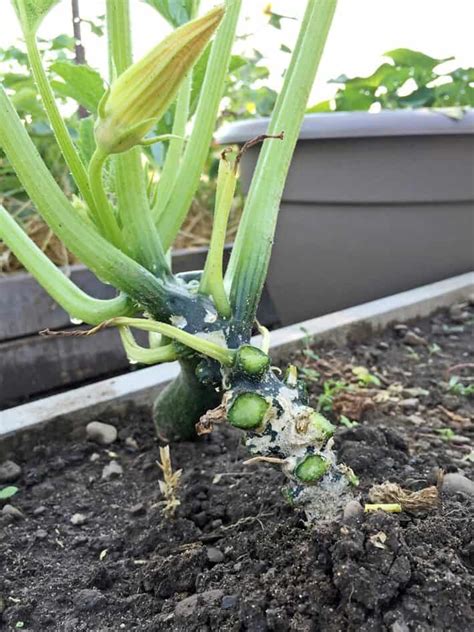 Check spelling or type a new query. CONTROLLING THE DREADED POWDERY MILDEW. | The Art of Doing ...