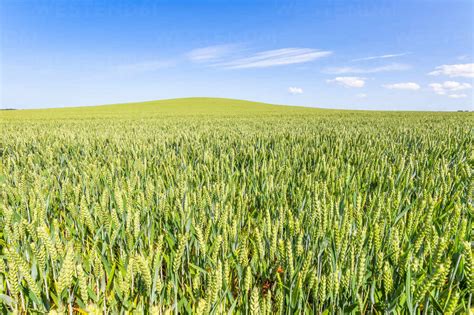 Vast Green Wheat Field In Summer Stock Photo